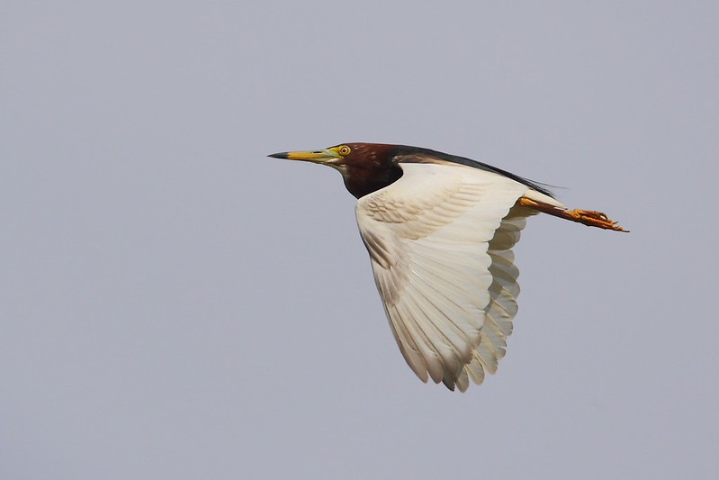 Ardeola bacchus | Chinese Pond Heron | bacchushäger