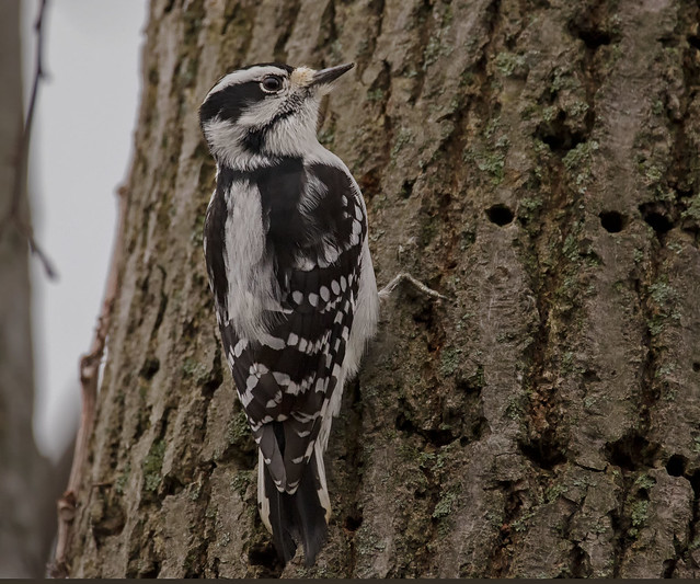 Female Downy woodpecker