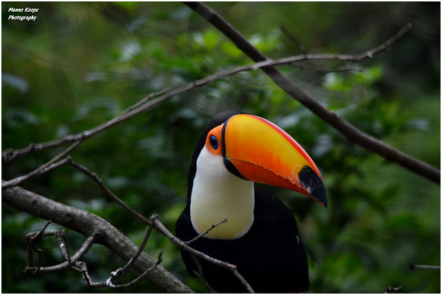 Toco Toucan - Ouwehands Dierenpark