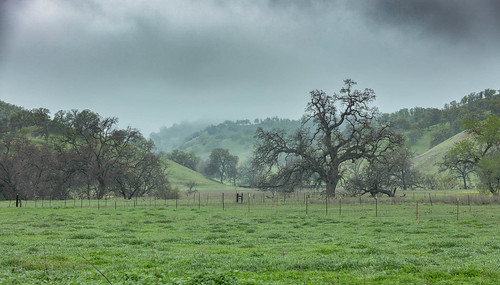 california trees sky mist clouds landscape us haze oak unitedstates backroads willows rollinghills driveabout californiagreen grantgroberg