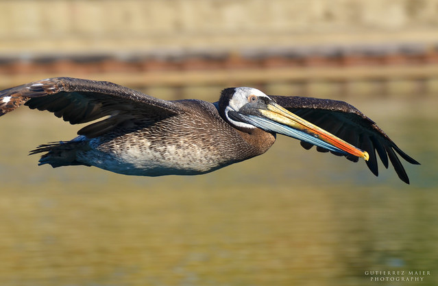 Pelicano, peruvian Pelican (Pelecanus thagus)