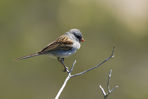 california sparrow blackchinned spizella atrogularis