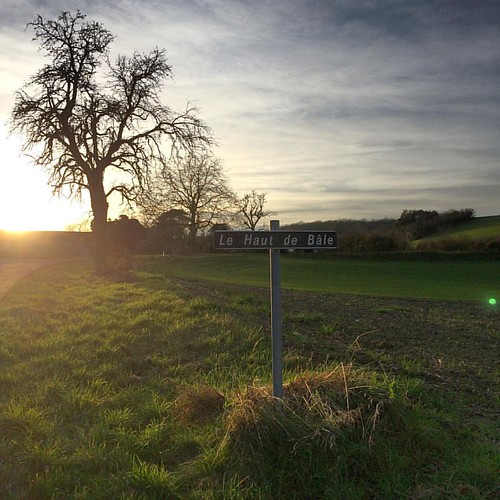 Strange winter, fields are green and trees are naked #latergram #burgundy #bourgogne #tree #sunset by mrbonsoir, square squareformat iphoneography instagramapp uploaded:by=instagram