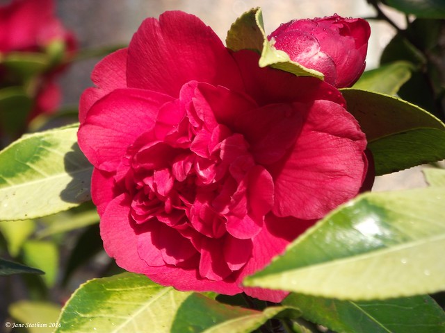 A Camellia flower.