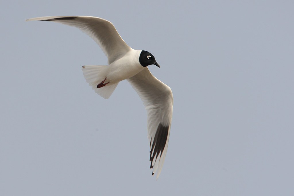 Saundersilarus saundersi | Saunders's Gull | mingmås