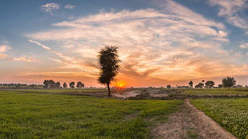 trees pakistan sunset landscapes punjab hdr 2015 landscapephotography sadiqabad hdrphotography hdrlandscapes tokina1116mmf28 canoneos1dmarkiv awaismustafa awaism lastsunsetof2015