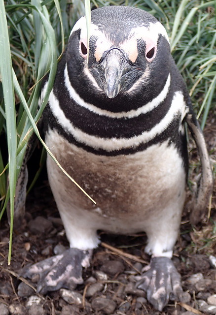 Magellanic penguin, Tierra del Fuego, Argentina, South America
