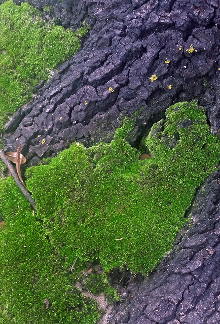 Moss Detail