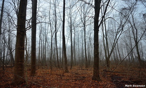 trees winter nature leaves rain weather fog forest landscape woods nikon outdoor michigan scenic sigma tall wilderness 1020mm d5100