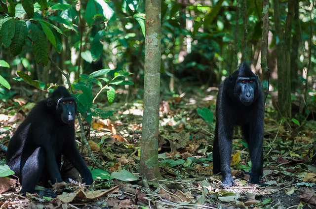 Black Macaques in Rainforest