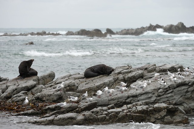 Seals, terns, rocks, Kaikoura, NZ