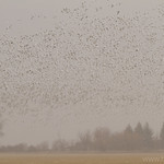 Snow Geese Liftoff from Barley Fields