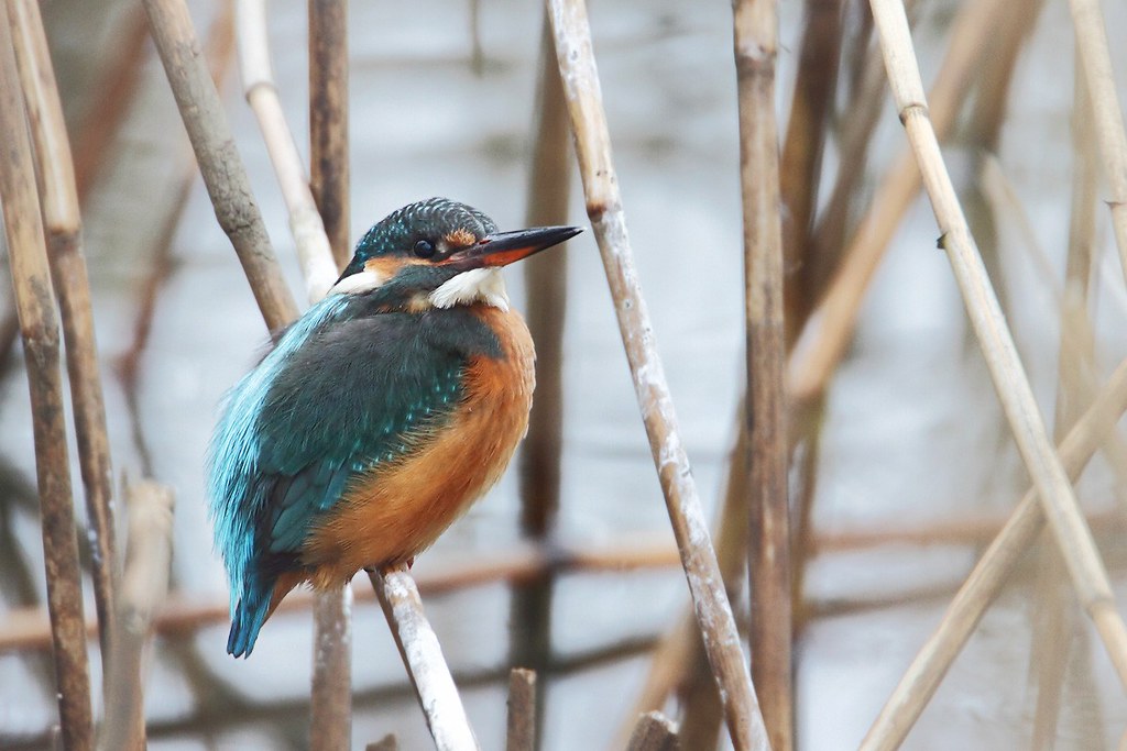 Alcedo atthis | Common Kingfisher | kungsfiskare