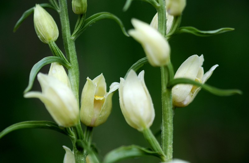 20150515-184F | Bleiches Waldvögelein (Cephalanthera damasonium). Monte Baldo, 15.05.2015