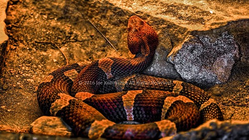 park zoo nikon reptile snake mo springfield dickerson copperhead dpz d300 aza 2016 reedit zoological kubitschek accredited