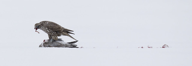 Dark Morph Gyrfalcon - Falco rusticolus - Faucon gerfaut - Ontario 2016