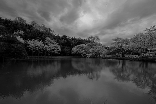 blackandwhite monochrome 桜 sakura fujifilm xt1 xf1024mm