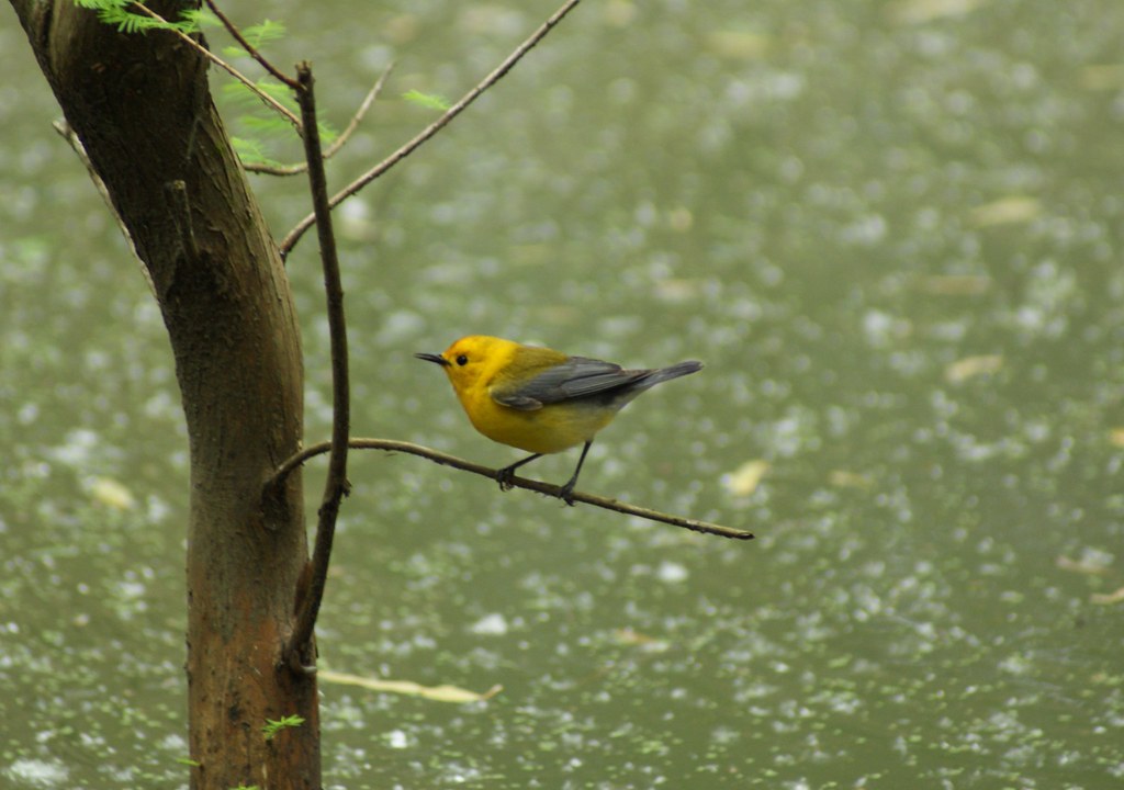prothonotary warbler HIgh Island TX