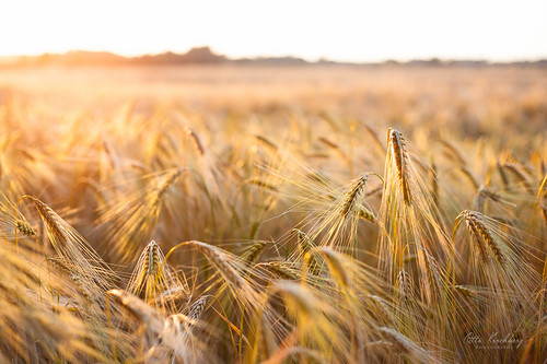 colour field gold sonnenuntergang sundown sommer wheat weizenfeld