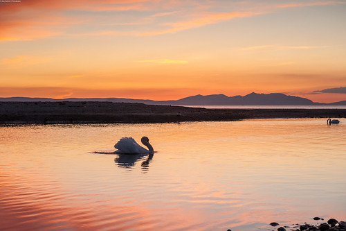 scotland swan ayr arran ayrshire riverdoon