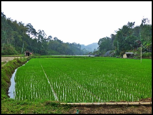 indonesia lumix panasonic ricefield sulawesi indonesien reisfeld tanatoraja lemo rantepao tanahtoraja torajaland abudullasaheem dmctz31