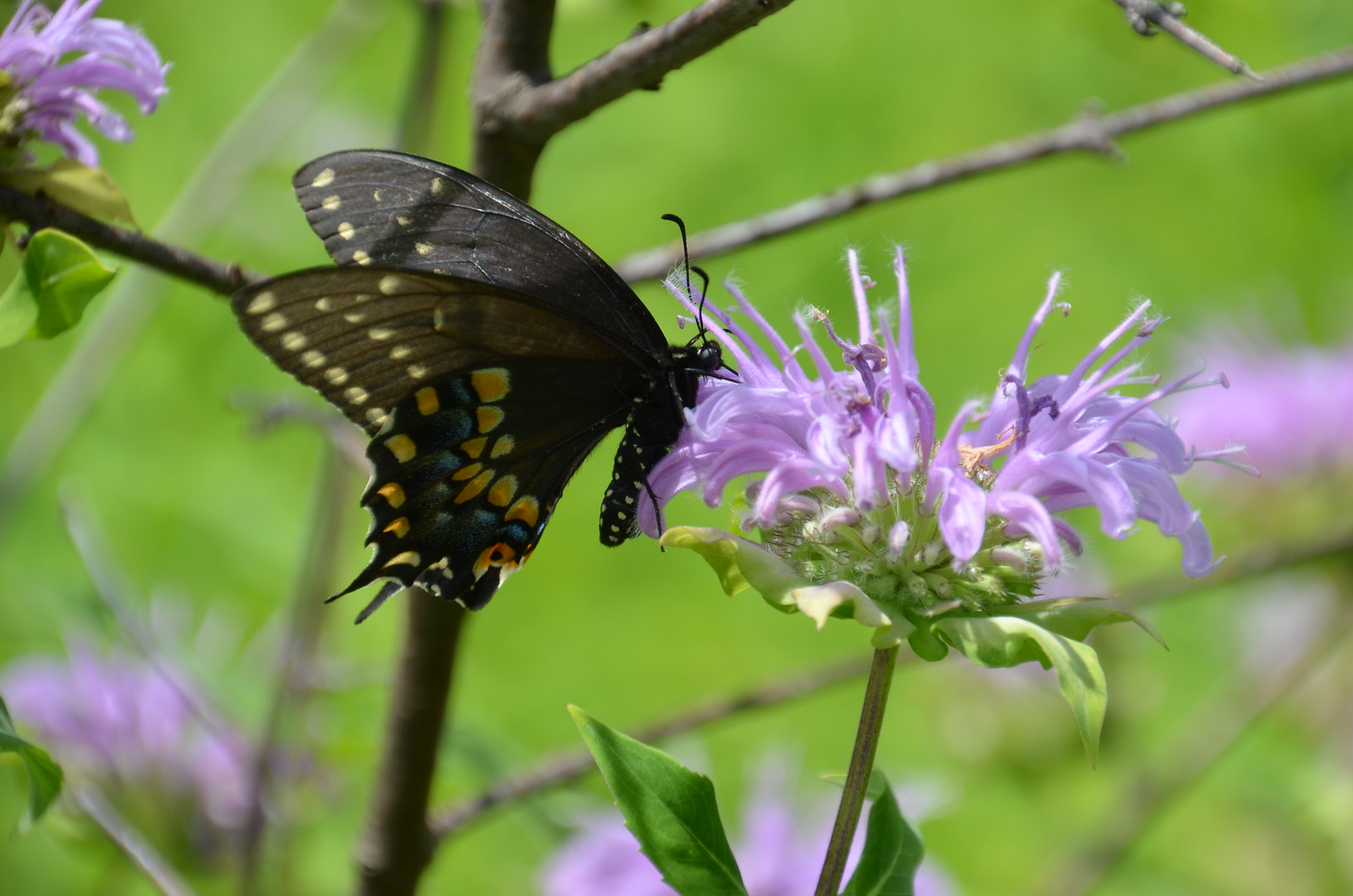 Swallowtail butterfly on Monarda