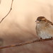 Flickr photo 'Sparrow 2' by: jttoivonen.