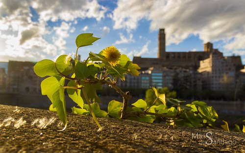 Flower sunset in the middle of the city by Miquel de Santiago Fotografia, The Seu Vella is witnessing the sunset reflected in a flower.city blue sky plants sun flower detail 