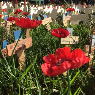Field of rememberance. Day 116 #366days photo by #1minutemedia #anzacday2016 #AnzacDay #poppies | by 1MinuteMedia