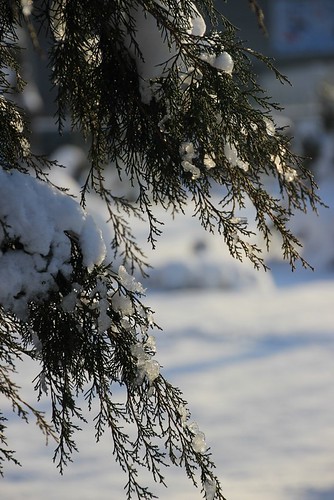Winter Thuja | by marinela 2008