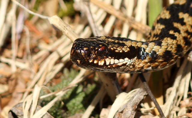 Mothers Day Adder.