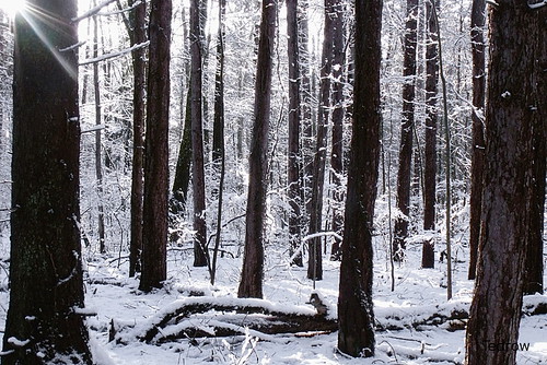 trees sun snow landscape woods scenery oakopenings northwestohio toledometroparks