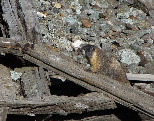 Marmot at the mine | by jimsawthat