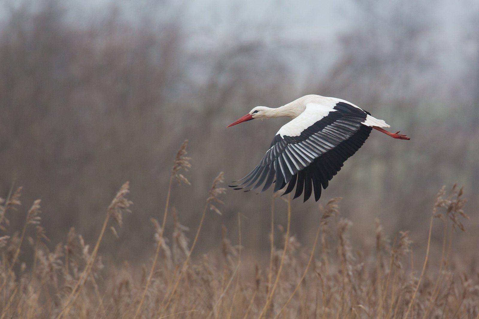 Ciconia ciconia | White Stork | vit stork