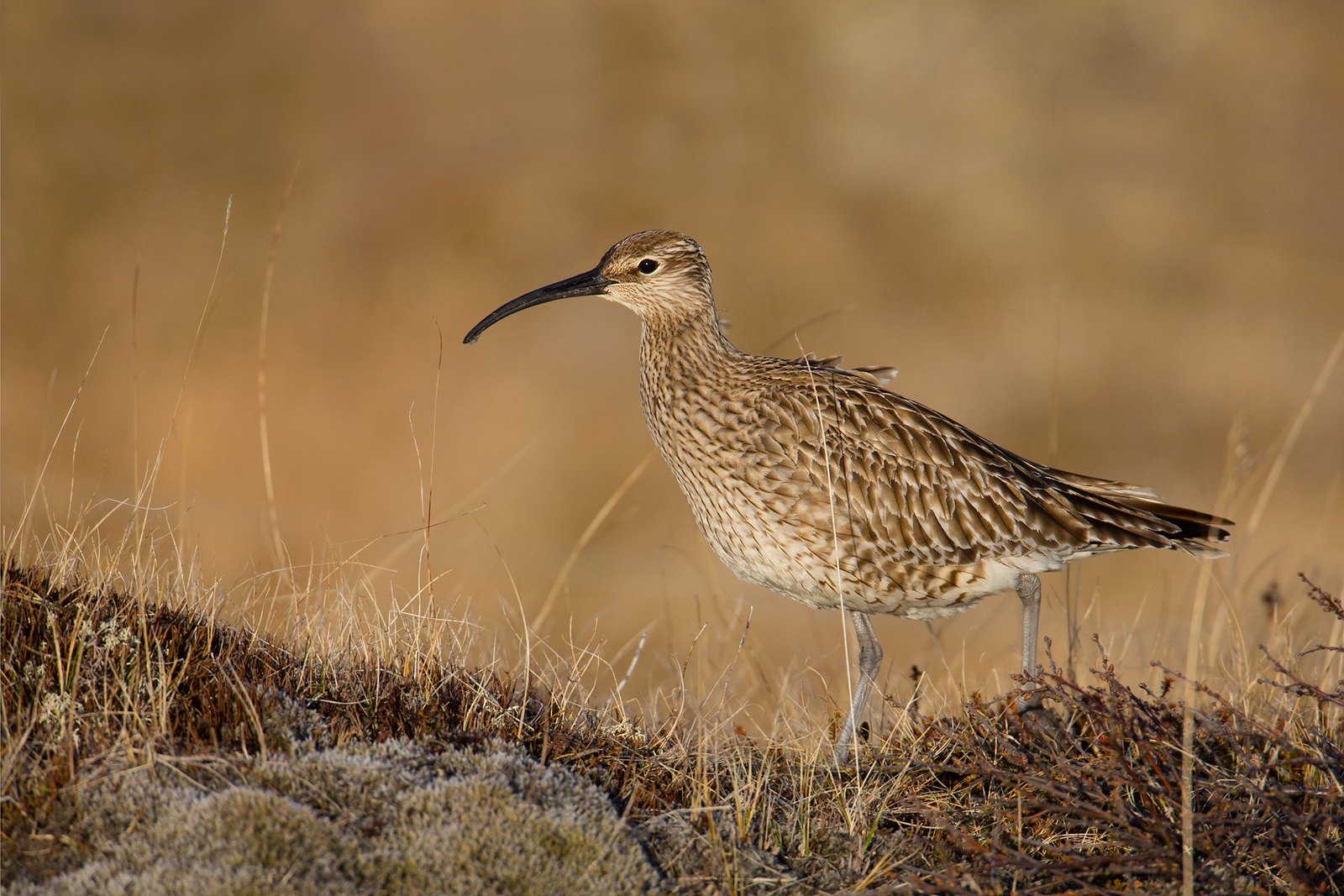 Numenius phaeopus | Eurasian Whimbrel | småspov
