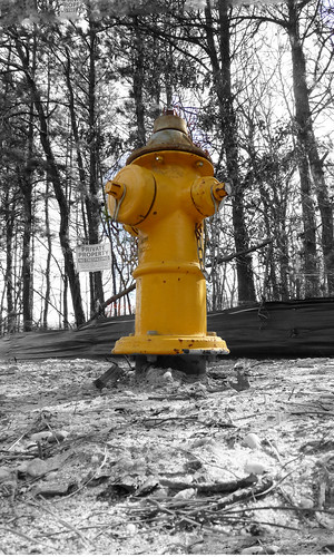 dogs yellow hydrant project lumix photo view panasonic 365
