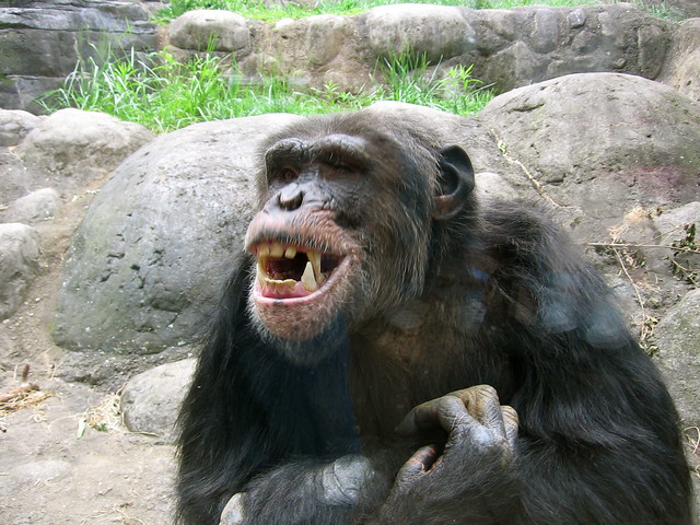 Knoxville zoo - chimpanzee teeth