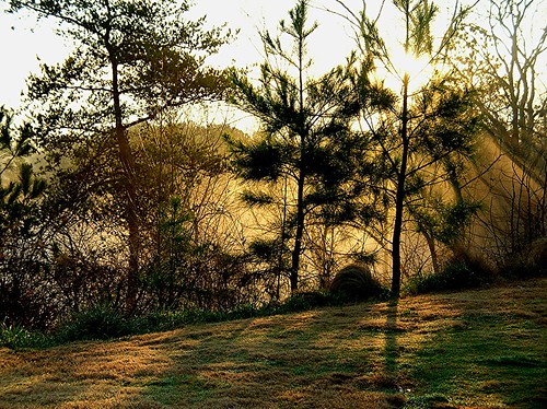Out The Back Door by Kenny Shackleford, Woodstock, GAmorning tree fog sunrise georgia woodstock