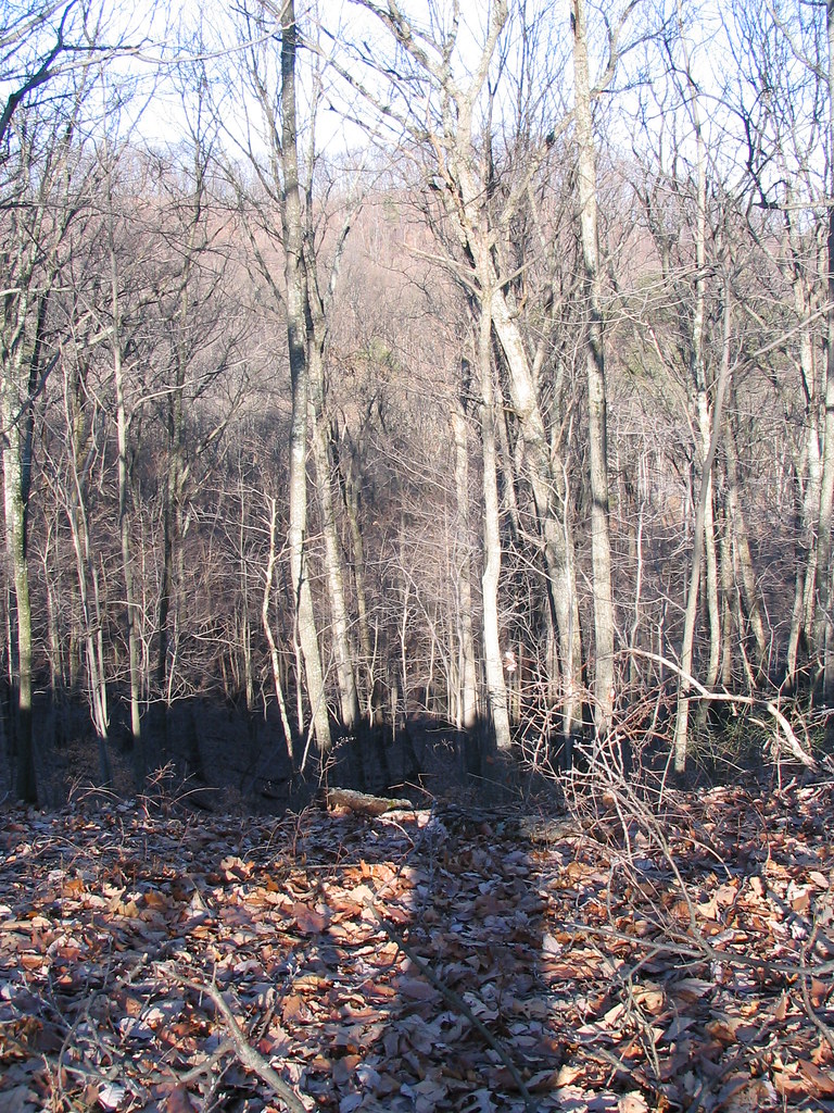 Mitchell Hill Lake Trail