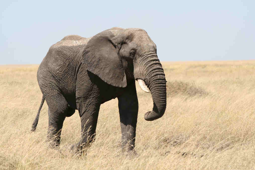 Elephant | serengeti national park (tanzania, africa), augus… | Flickr