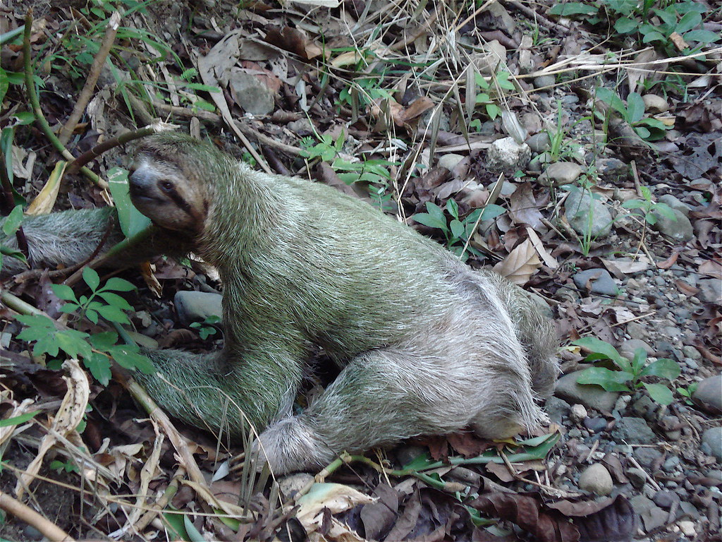 sloth