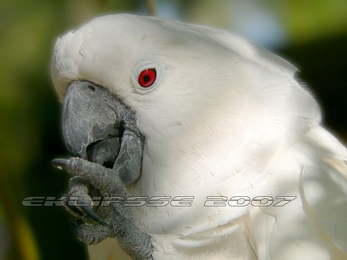 bird birds florida cockatoo macaw naturephotography exoticbirds sainteaugustine mollucancockatoo eklipsse lucianbadea wlny:geotagged=1