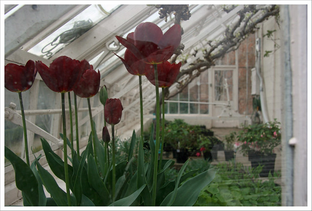 Under glass; early tulips