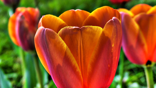 032807 tulips 2