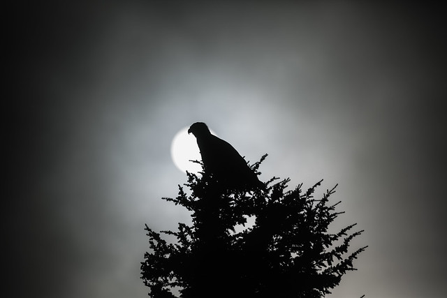 Golden Eagle, Aquila chrysaetos, Perched atop Conifer, with Sun Emerging from Low Clouds,  on Ptarmigan Ridge