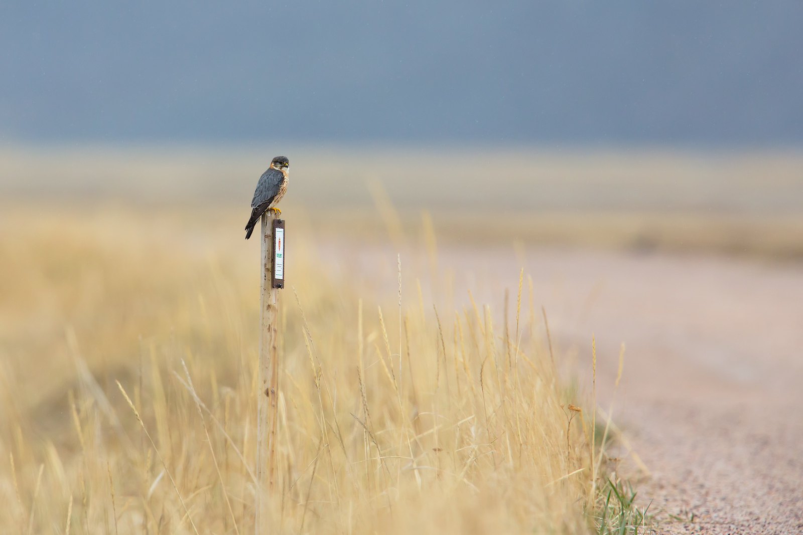Falco columbarius | Merlin | stenfalk