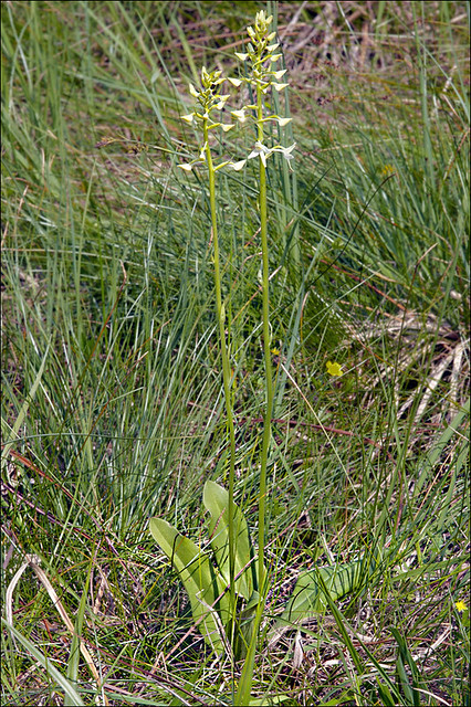 Platanthera-bifolia-ssp-bifolia_20