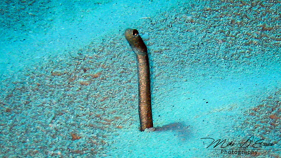 2 inch Garden Eel at 70 feet - Turks And Caicos