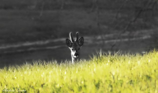 Friend Deer.