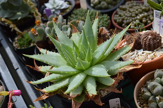 Dsc 2408 Aloe Polyphylla アロエ ポリフィラ Miisabo Succulent Flickr